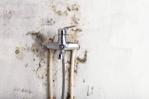 Mold Removal and Inspection in Texarkana, TX