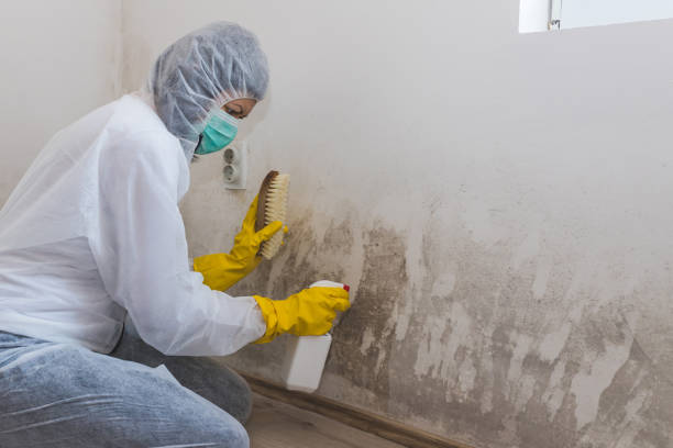 Best Professional Mold Removal  in Texarkana, TX