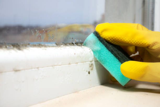 Best Professional Mold Removal  in Texarkana, TX